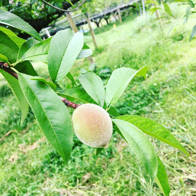 [引き続き、梨と桃の摘果作業中です( ･ᴗ･̥̥̥ )心折れそうになりますが、お客様の笑顔を思い浮かべながら、果実の美味しい味を思い浮かべながら日々頑張っております。引き続き宜しくお願いします#宮脇果樹園#果実#果物#梨#桃#摘果作業 梨]