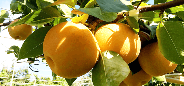 梨の美容・健康効果