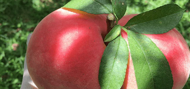 桃の美容・健康効果